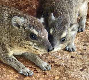Einfach süß.. saßen überall in der wand