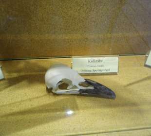 Arche Tierschädelsammlung
