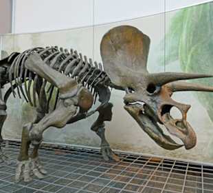 EinKämpfer bringt Stoßhörner und Schild gleich mit