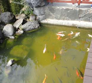 Parque Doramas, Las Palmas 02-2015