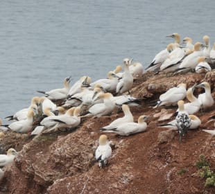 Beim Lummenfelsen auf Helgoland