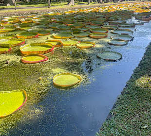 Sir Seewoosagur Ramgoolam Botanic Garden