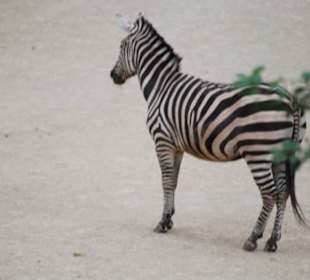 Zebra