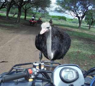 Sehr neugierig und frech