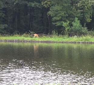 Badenburger See