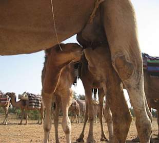 Kleines Kamel ca. 3Monate alt