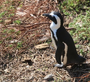 ....Hilfe...wo seid ihr?