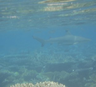 Schwarzspitzen-Riffhai