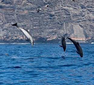 Delfin Tour Puerto de Santiago	