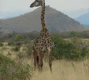 Netzgiraffe