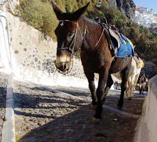 11.Tag Santorin Eselstation