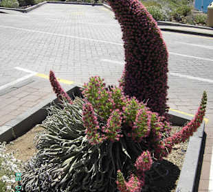 Blumen auf dem Teide