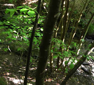 Wanderung Heslacher Wasserfälle und Heidenbrünnele