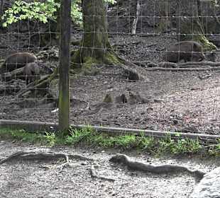 Walderlebnisweg Rottenburg