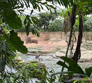 Wildlands Zoo in Emmen 