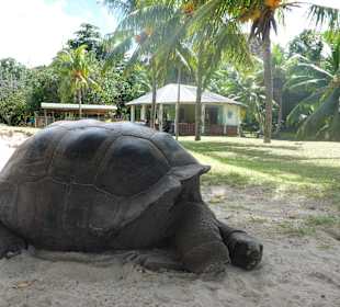 Alles sehr gemütlich auf der Insel