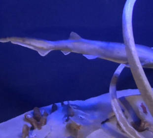 Meeresmuseum Stralsund