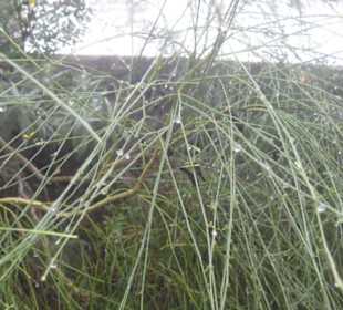 Nationalpark Garajonay