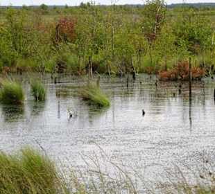 Impressionen vom Goldenstedter Moor