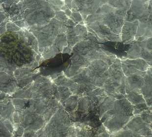 Gelber und blauer Kofferfisch