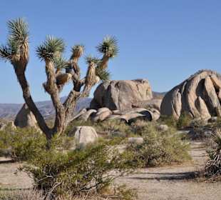 Joshuatree NP