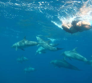 Delfinschnorcheln mit den Dolphin Dancers, 2012