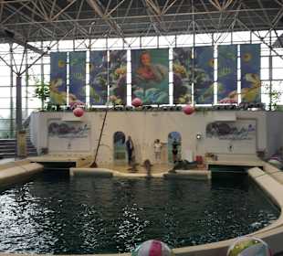 Delphinshow in Varna super