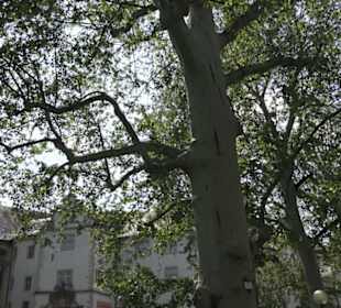 Deutschordensschloss