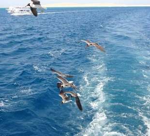 Поездка на остров Утопия