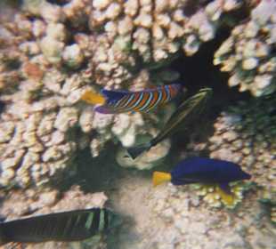 Underwater