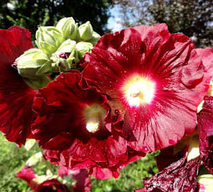 Blüten- und Duftpracht im Sinnesgarten Lopshof