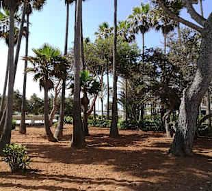 Strandpromenade Sa Coma