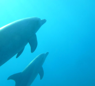 Baby Delfin mit Mami