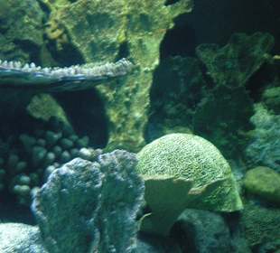 Landschaft im Aquarium