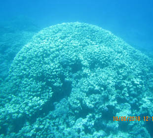 Schnorcheln Hurghada