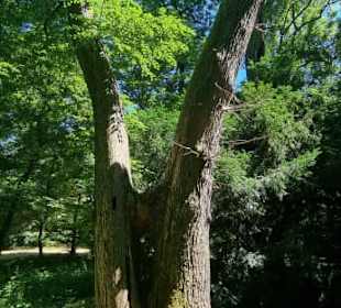 Ach gott, wie alt ist der denn?