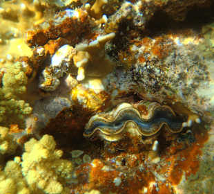 Unter-Wasser-Vielfalt