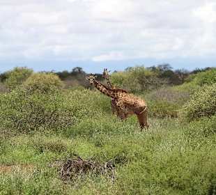 Masai Mara