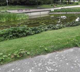 Alter Botanischer Garten