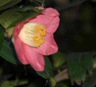 Orto Botanico