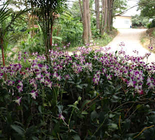 Orchideen Magic Garden