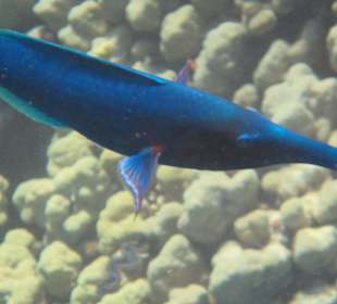 Blauer Trompetenfisch