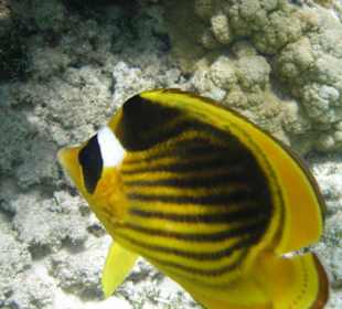 Fische