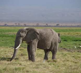 Elefant