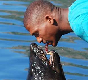 Fütterung der Robbe