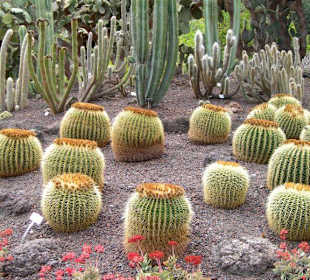 Jardin Botanico
