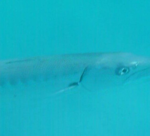 Schnorcheln am Hausriff