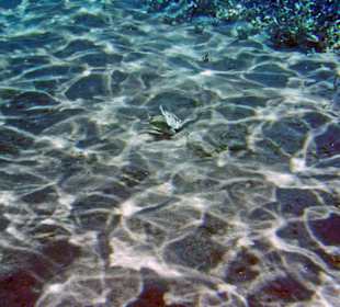 Futtersuche im Sand am Kamari Beach