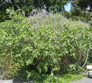 Parkanlage Planten un Blomen