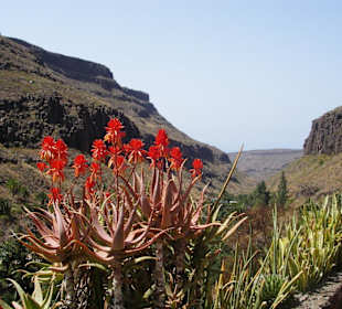 Tal des Palmitoparks